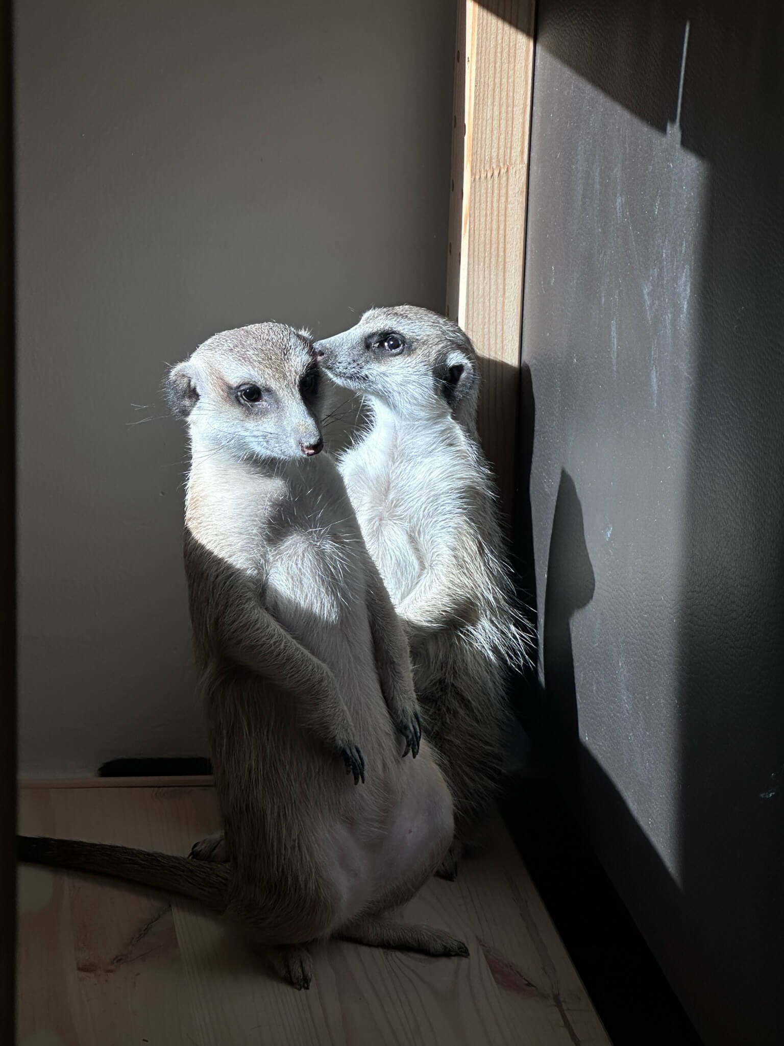 第一篇文章留给小狐獴-我的毛孩子们